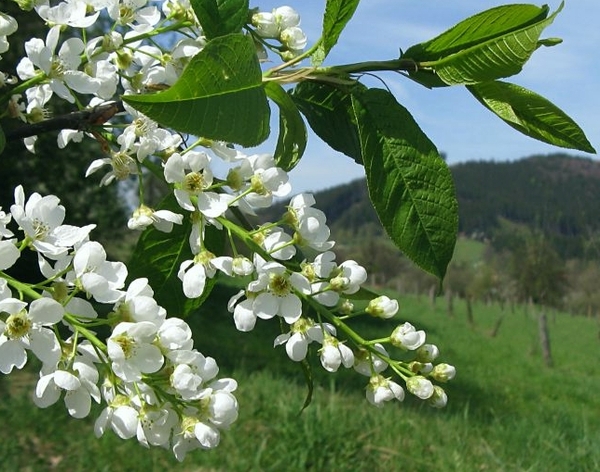Prunus