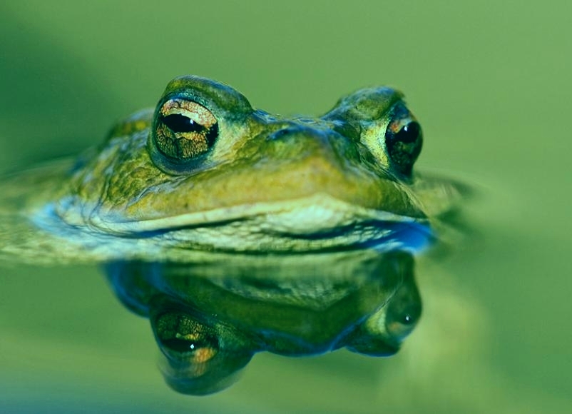 Водоемы