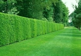 Живые изгороди