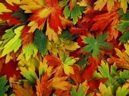 Какого цвета листья у деревьев и кустарников?